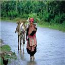 Bac ha 8